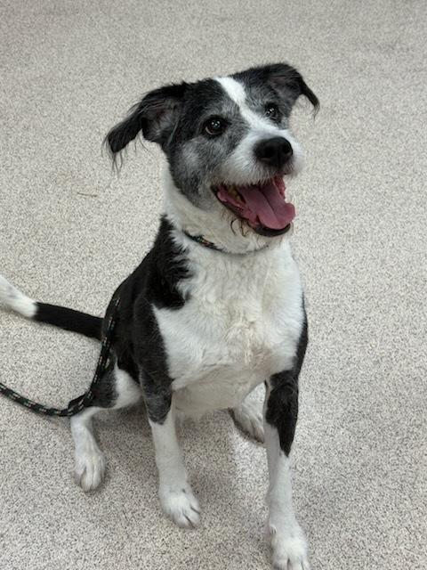 Trina, adoptable, Adult Female Terrier & Border Collie.