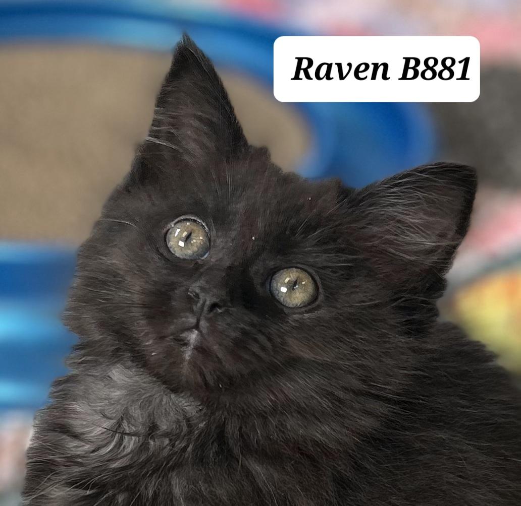 Bylee, ADOPTABLE, Kitten Female Domestic Long Hair.