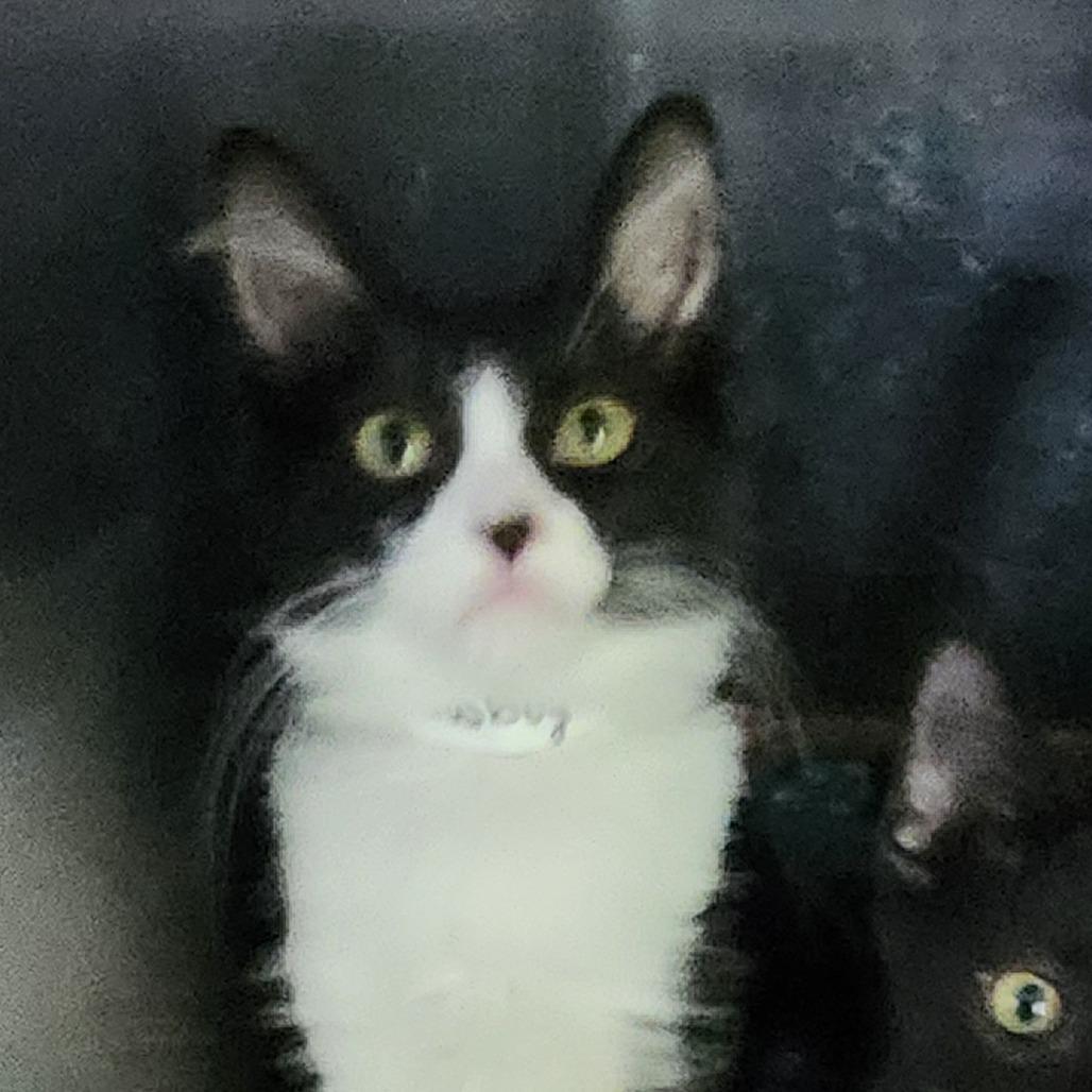 Enlarge Cowboy, a Adoptable Domestic Short Hair in Columbia Station, OH image 1/1