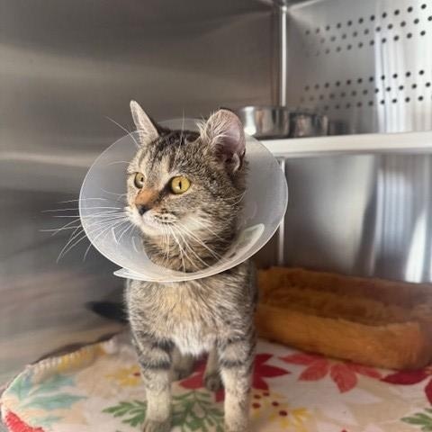 Zendaya , ADOPTABLE, Adult Female Domestic Short Hair.