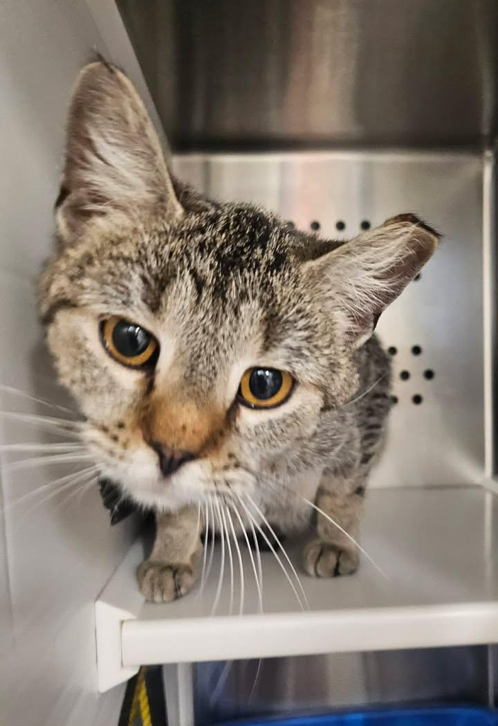 Enlarge Zendaya , a ADOPTABLE mixed breed in Fayetteville, AR image 2/6