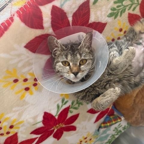 Enlarge Zendaya , a ADOPTABLE mixed breed in Fayetteville, AR image 3/6