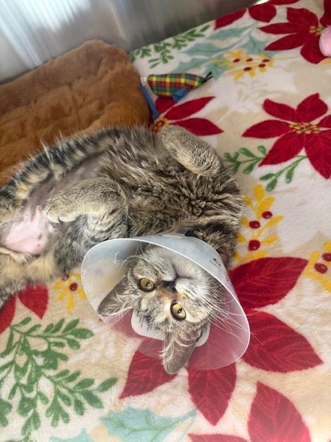 Enlarge Zendaya , a ADOPTABLE mixed breed in Fayetteville, AR image 4/6