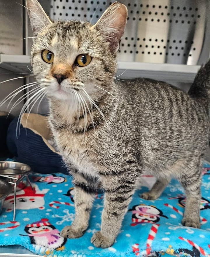 Enlarge Zendaya , a ADOPTABLE mixed breed in Fayetteville, AR image 5/6