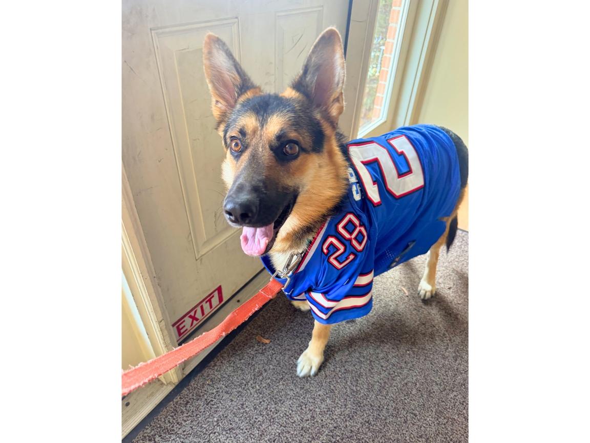 Enlarge Jesse, a Adoptable mixed breed in Hilton, NY image 2/6