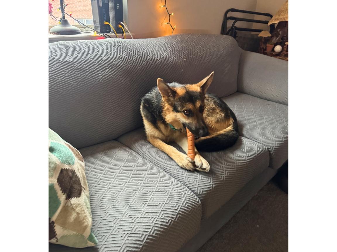 Enlarge Jesse, a Adoptable mixed breed in Hilton, NY image 5/6