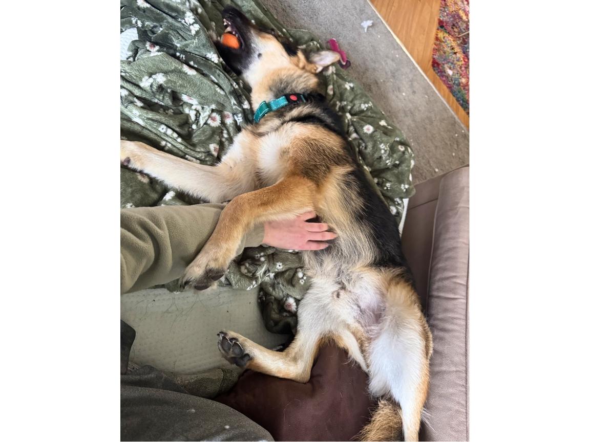 Enlarge Jesse, a Adoptable mixed breed in Hilton, NY image 4/6