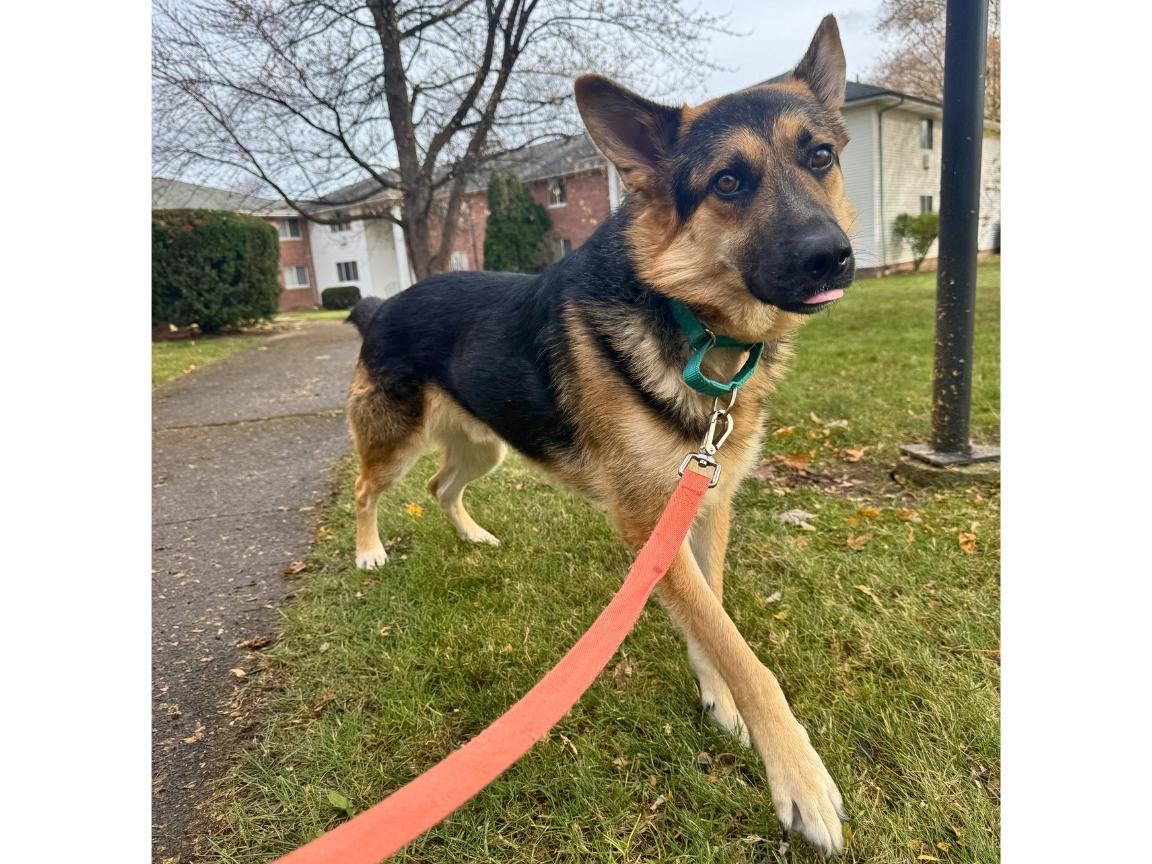 Enlarge Jesse, a Adoptable mixed breed in Hilton, NY image 3/6