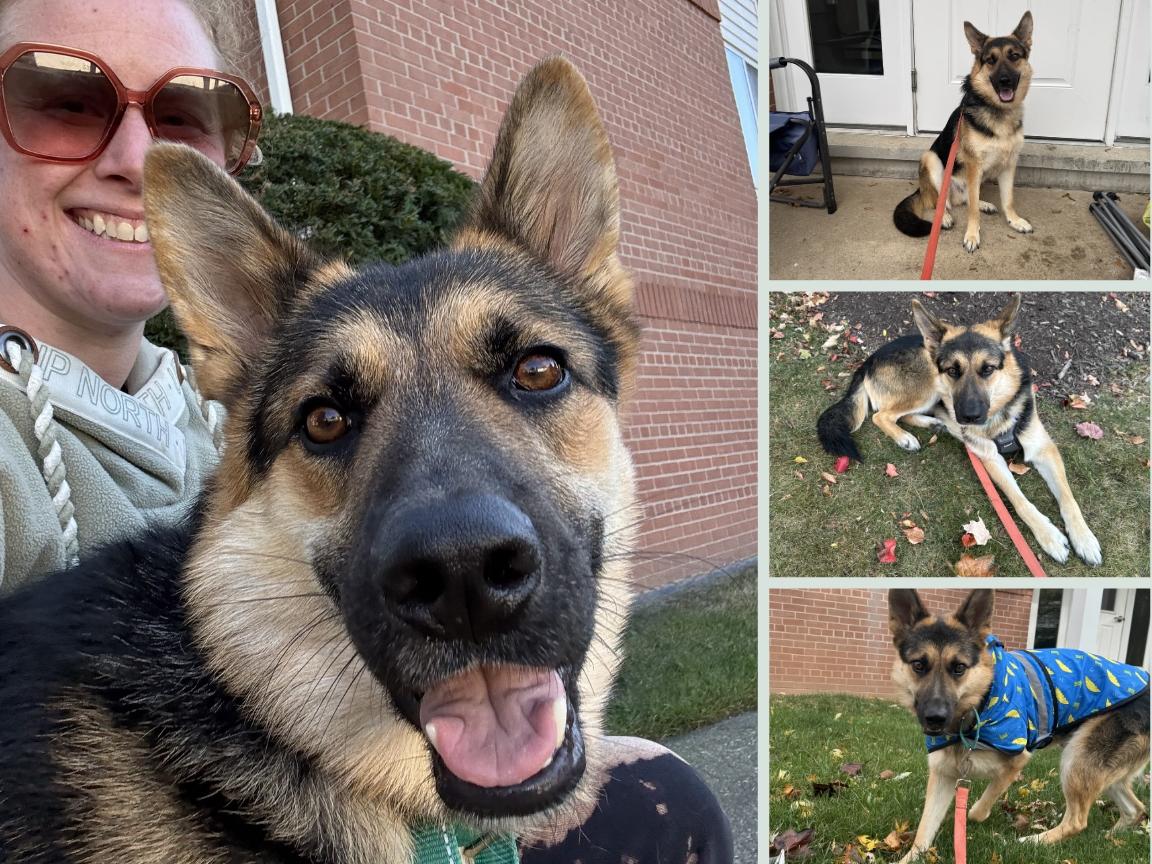 Jesse, Adoptable, Young Male German Shepherd Dog.