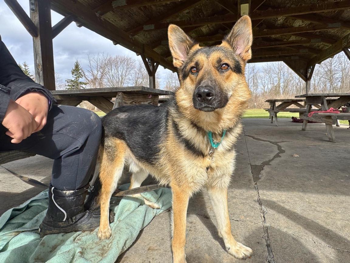 Enlarge Jesse, a Adoptable mixed breed in Hilton, NY image 6/6