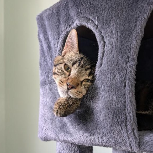 Enlarge Potato, a Adoptable mixed breed in Pitman, NJ image 1/4