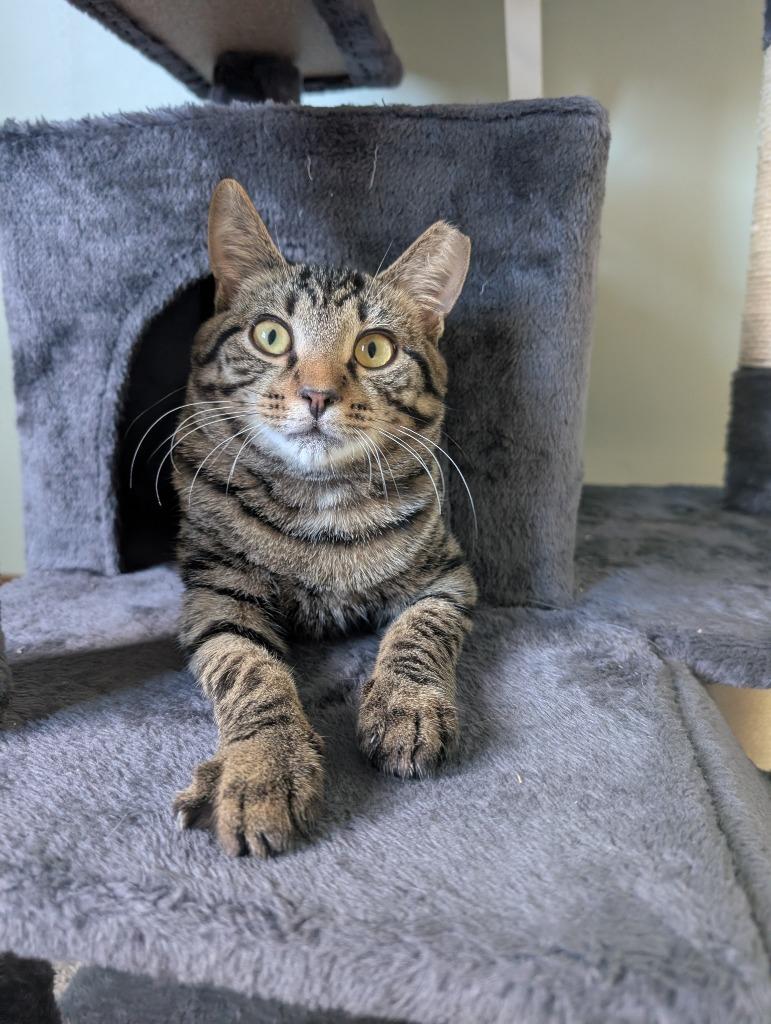 Enlarge Potato, a Adoptable mixed breed in Pitman, NJ image 2/4
