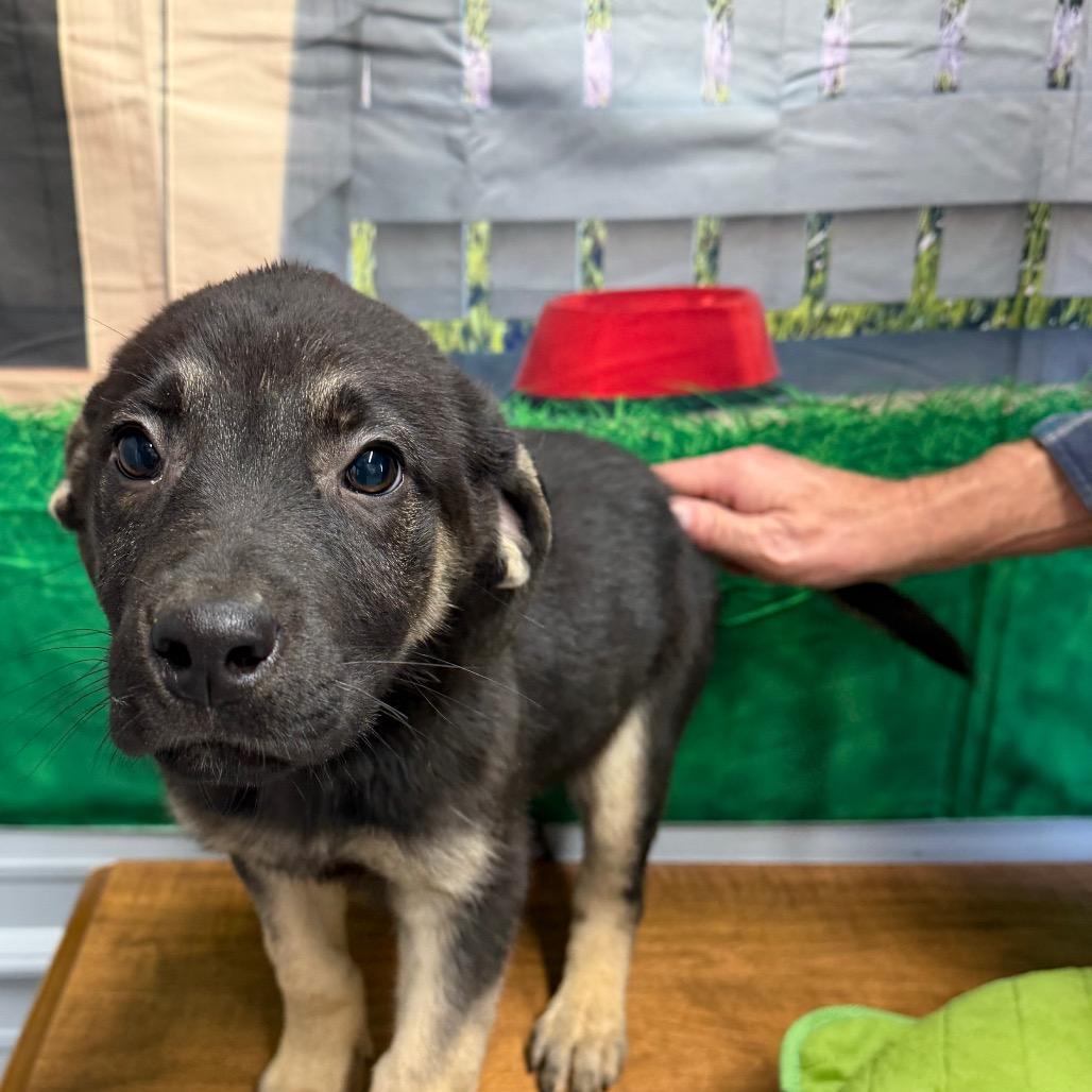 Enlarge Rocky, a Adoptable Shepherd in Princeton, KY image 1/1