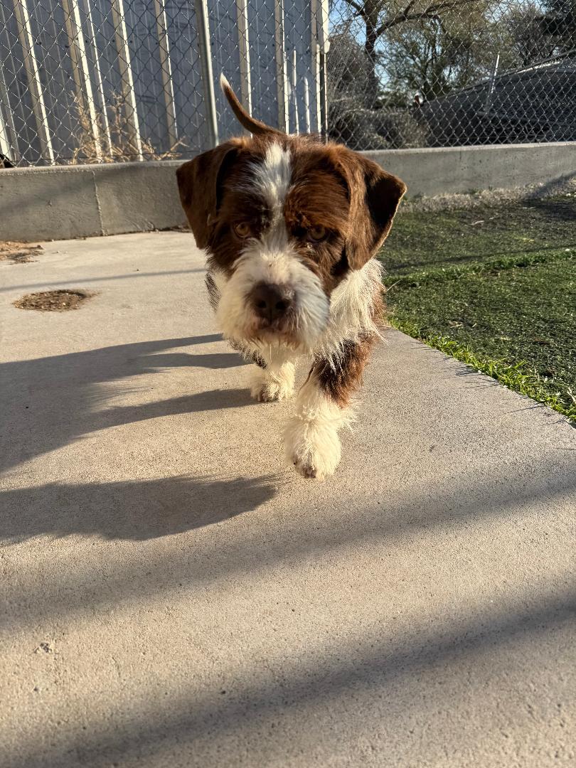 Enlarge Lenny, an adopted mixed breed in Ulysses, KS image 1/2