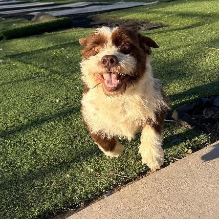 Enlarge Lenny, an adopted mixed breed in Ulysses, KS image 2/2