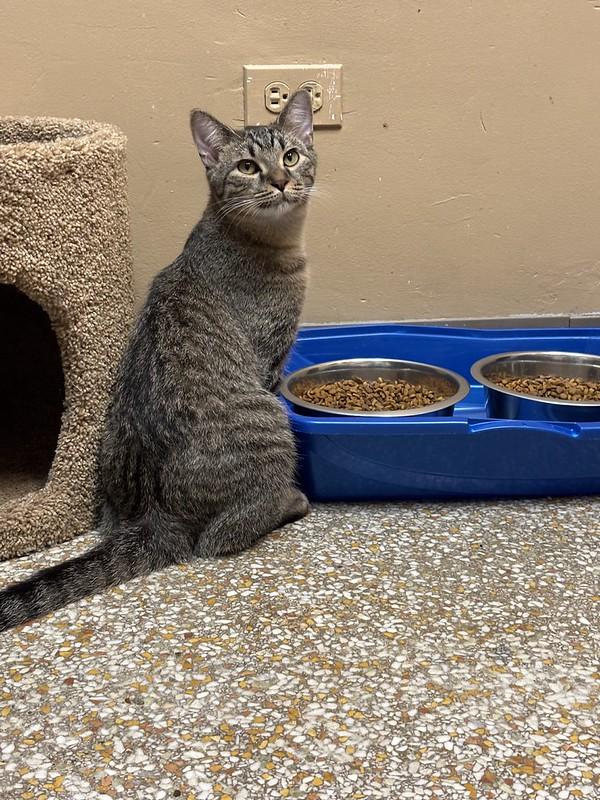 Ron, a ADOPTABLE Tabby in Chicago, IL image 2/4