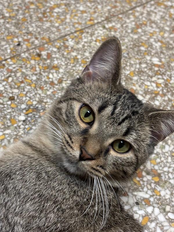 Ron, a ADOPTABLE Tabby in Chicago, IL image 3/4