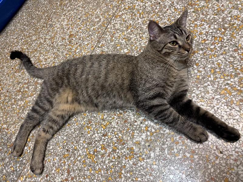 Ron, a ADOPTABLE Tabby in Chicago, IL image 4/4
