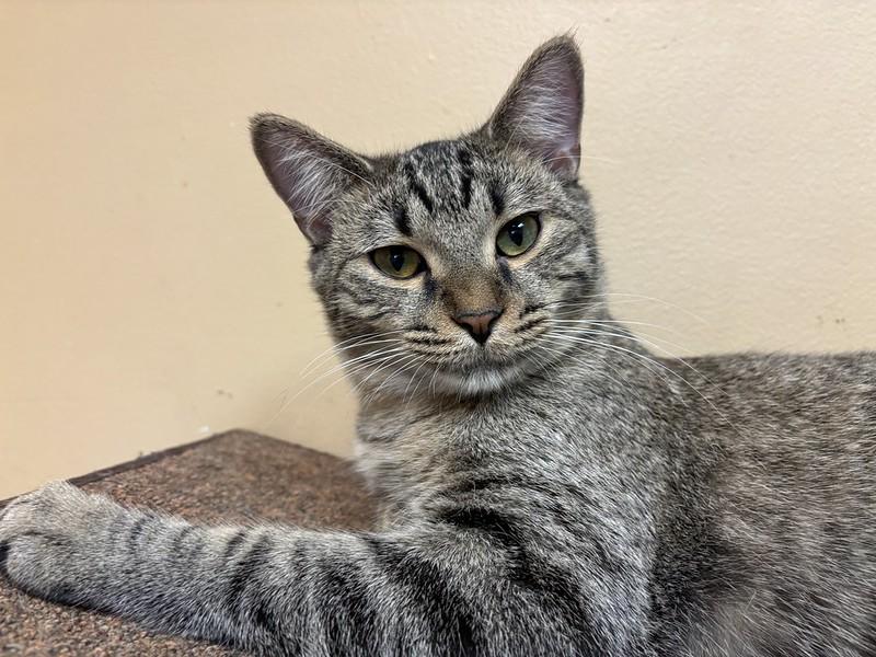 Ron, a ADOPTABLE Tabby in Chicago, IL image 1/4