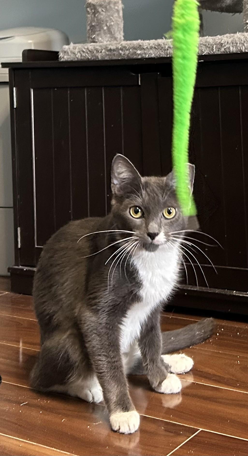 Tamar *$50 Adoption Fee*, a Adoptable mixed breed in New York, NY image 1/3