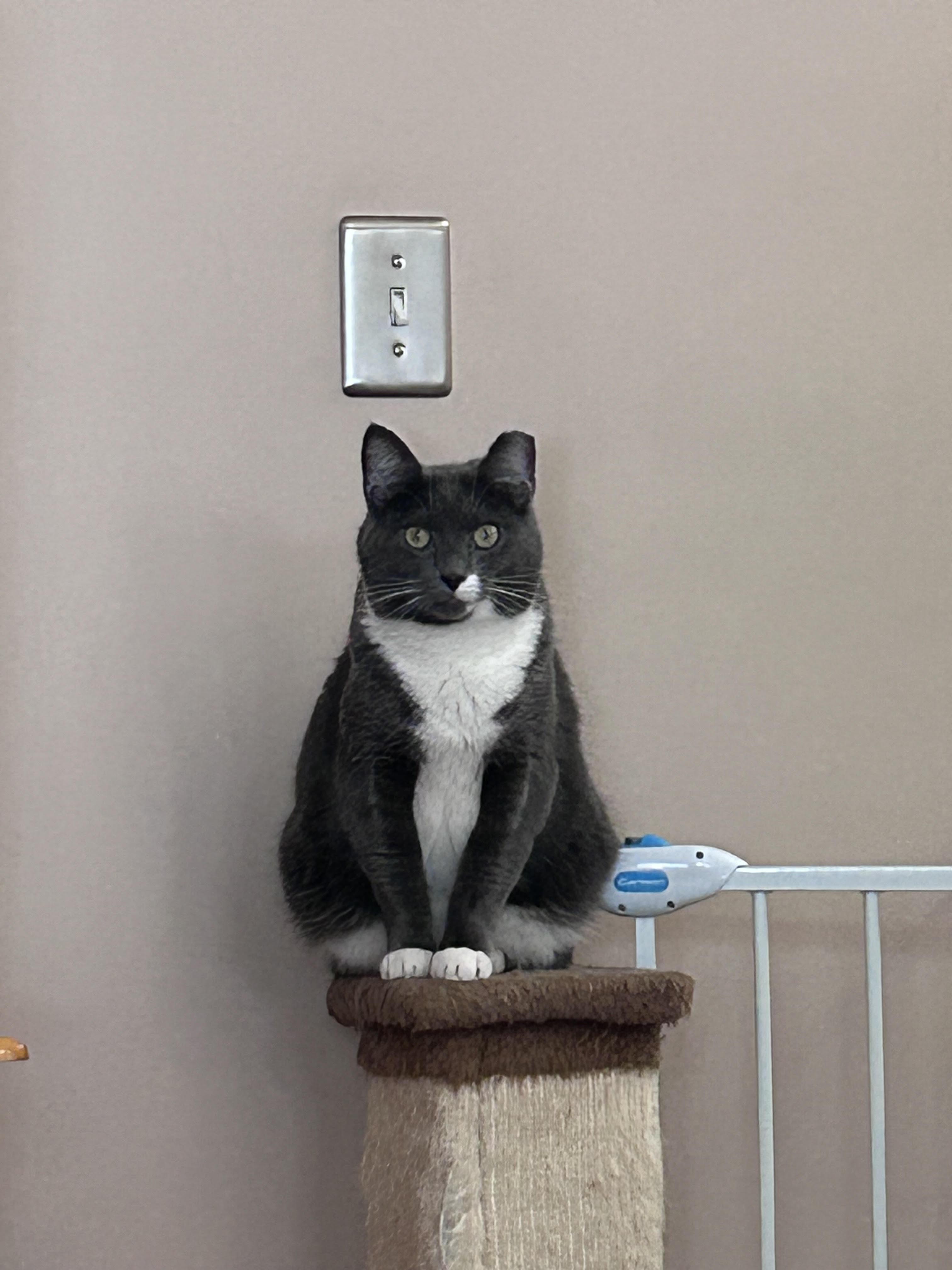 Enlarge Tamar *$17 Adoption Fee*, a Adoptable mixed breed in New York, NY image 4/5