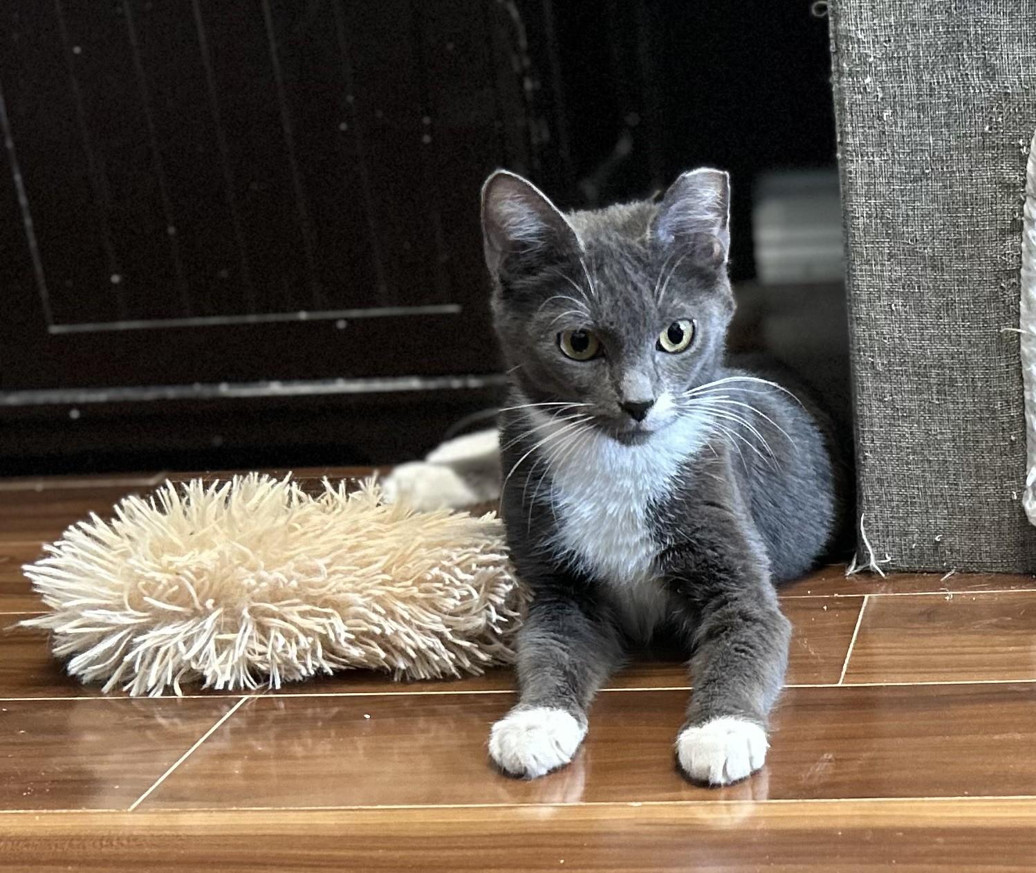 Tamar *$50 Adoption Fee*, Adoptable, Young Female Domestic Short Hair & Tuxedo.