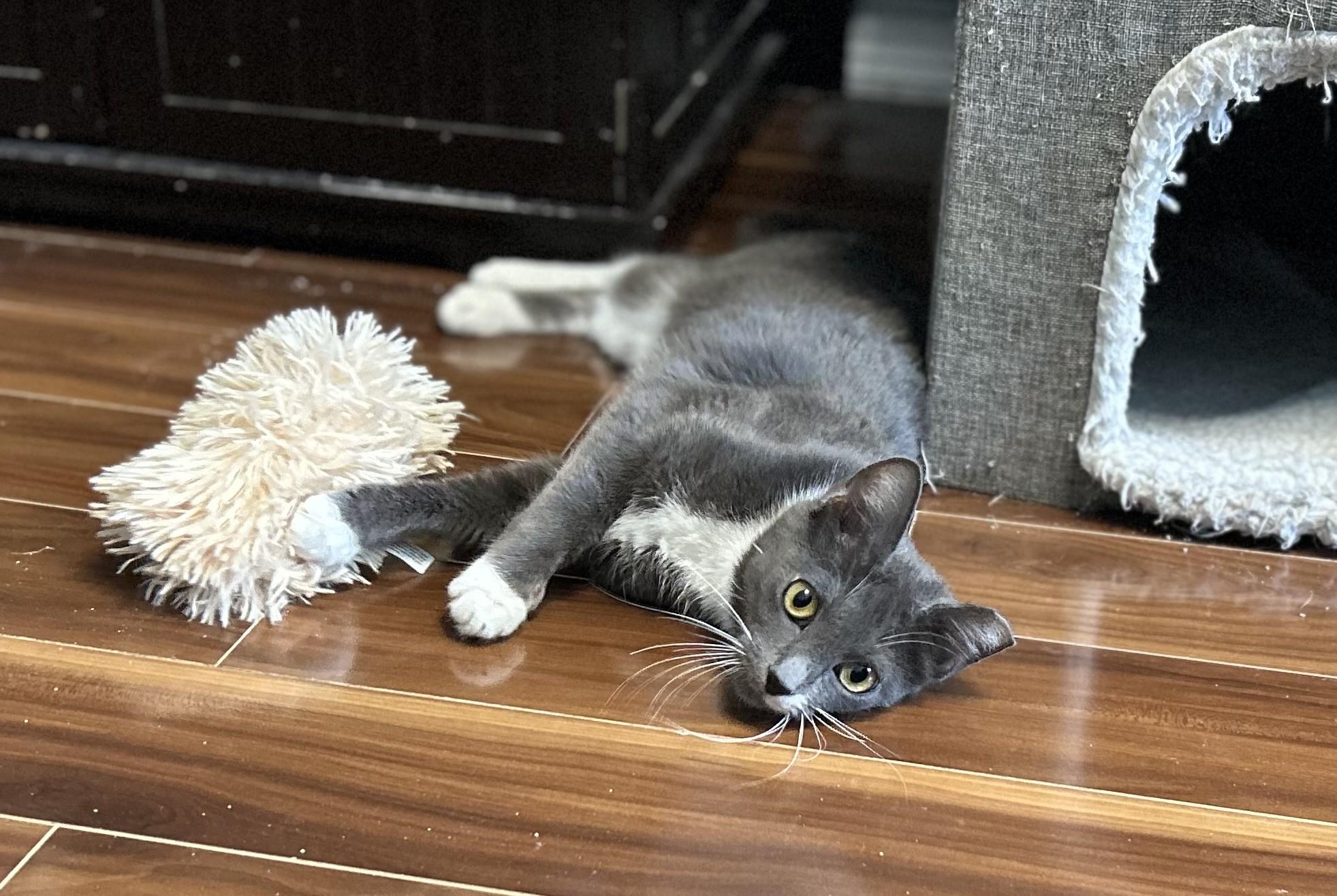 Tamar *$50 Adoption Fee*, a Adoptable mixed breed in New York, NY image 3/3