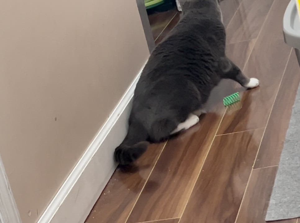 Enlarge Tamar *$17 Adoption Fee*, a Adoptable mixed breed in New York, NY video 5/5