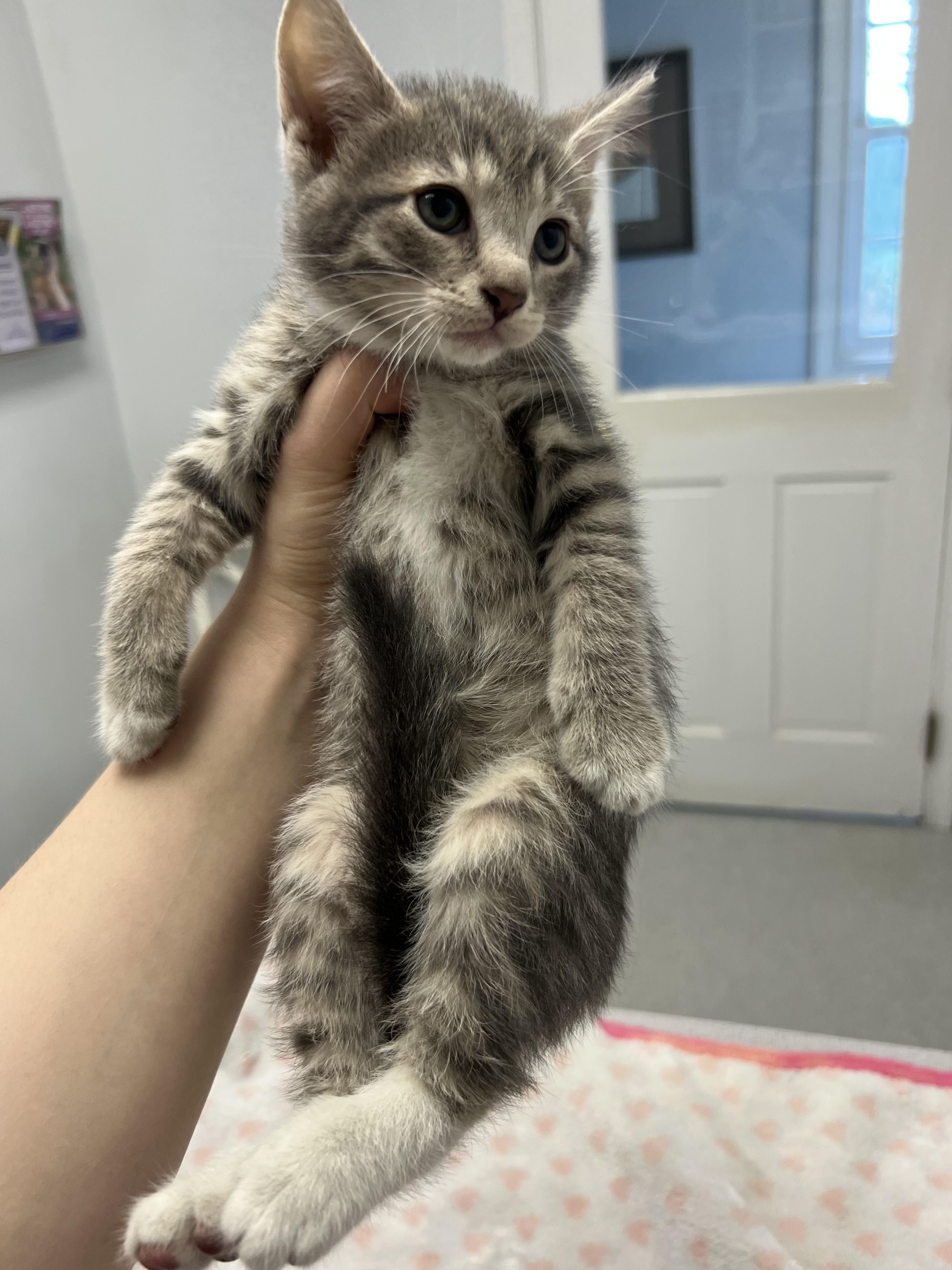 Pebbles, Adoptable, Young Female Domestic Short Hair.