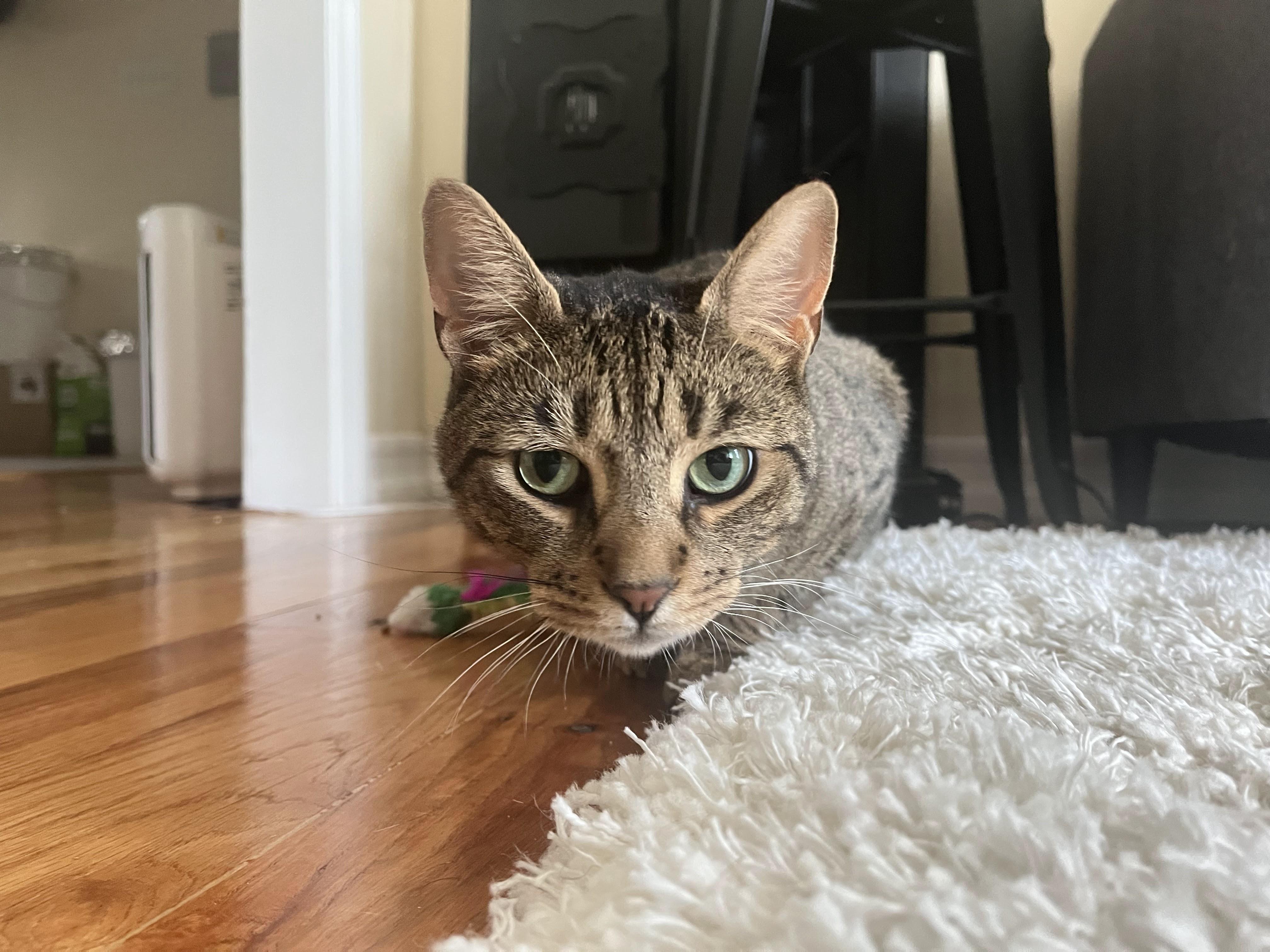 Enlarge Babou, a Adoptable Domestic Short Hair in New York, NY image 5/6