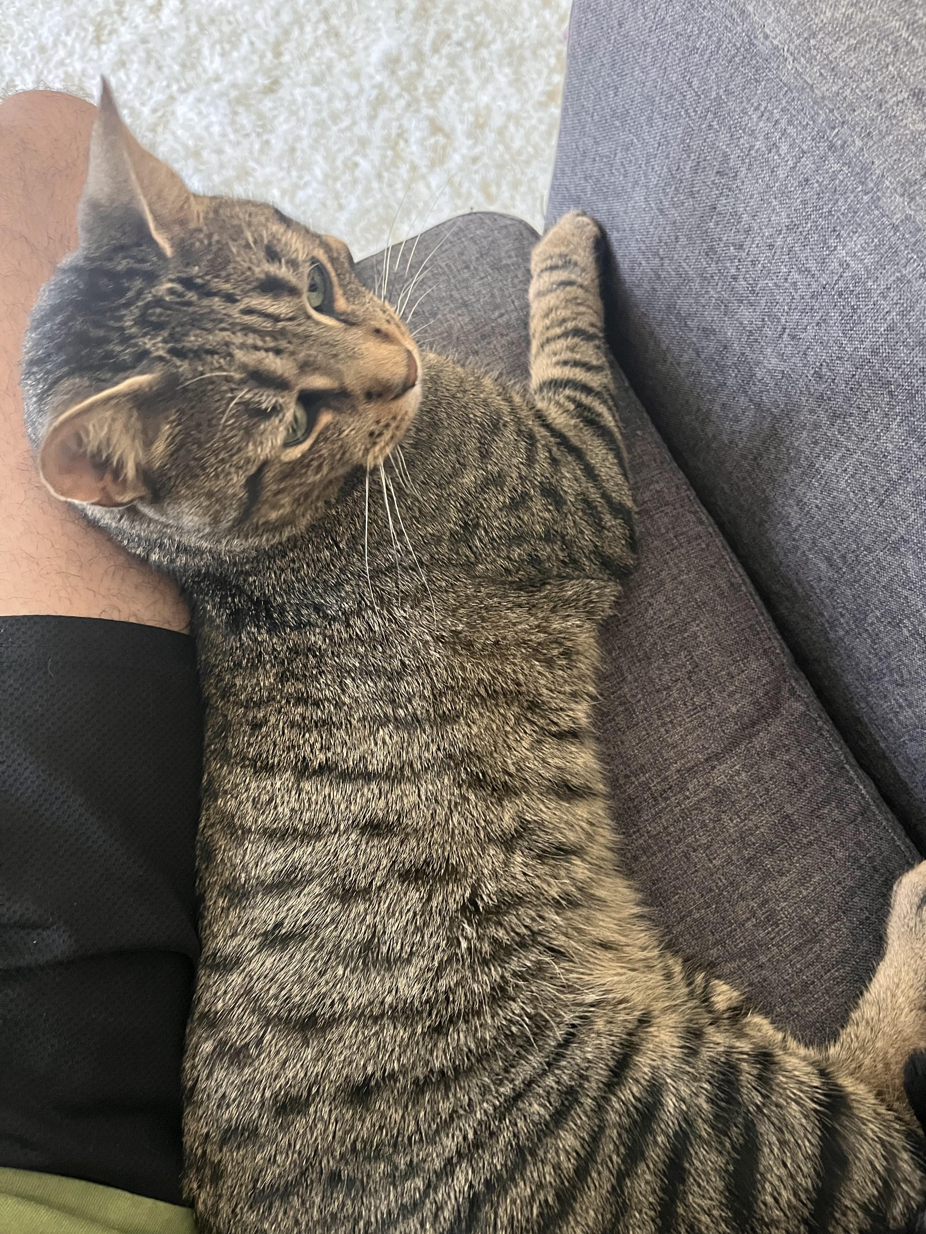 Babou, Adoptable, Adult Male Domestic Short Hair.