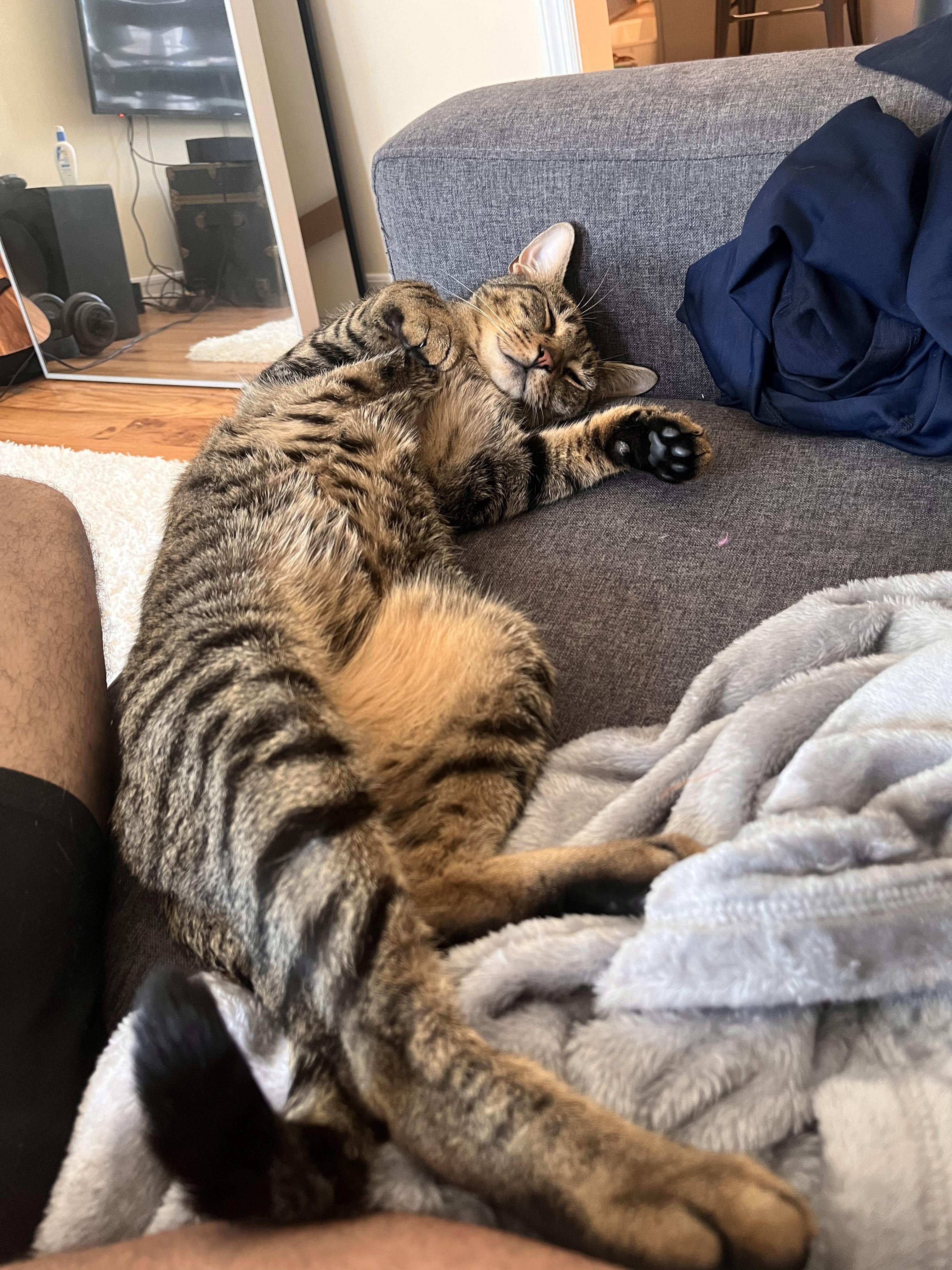 Enlarge Babou, a Adoptable Domestic Short Hair in New York, NY image 3/6