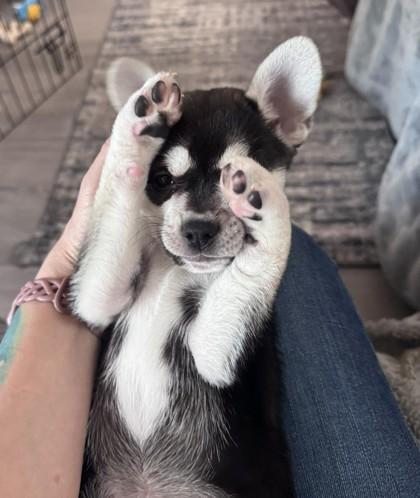 Enlarge SARA, a ADOPTABLE mixed breed in Bonney Lake, WA image 2/2