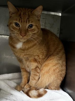 Enlarge Yogi, a Adoptable mixed breed in Simcoe, ON image 1/1