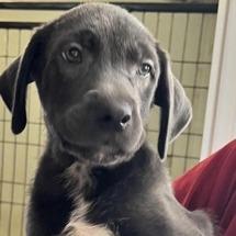 Damon, Adoptable, Puppy Male Collie & Labrador Retriever.