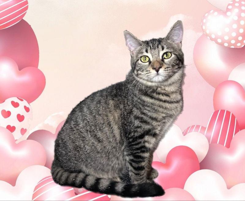 Joy, Adoptable, Young Female Domestic Short Hair & Tabby.