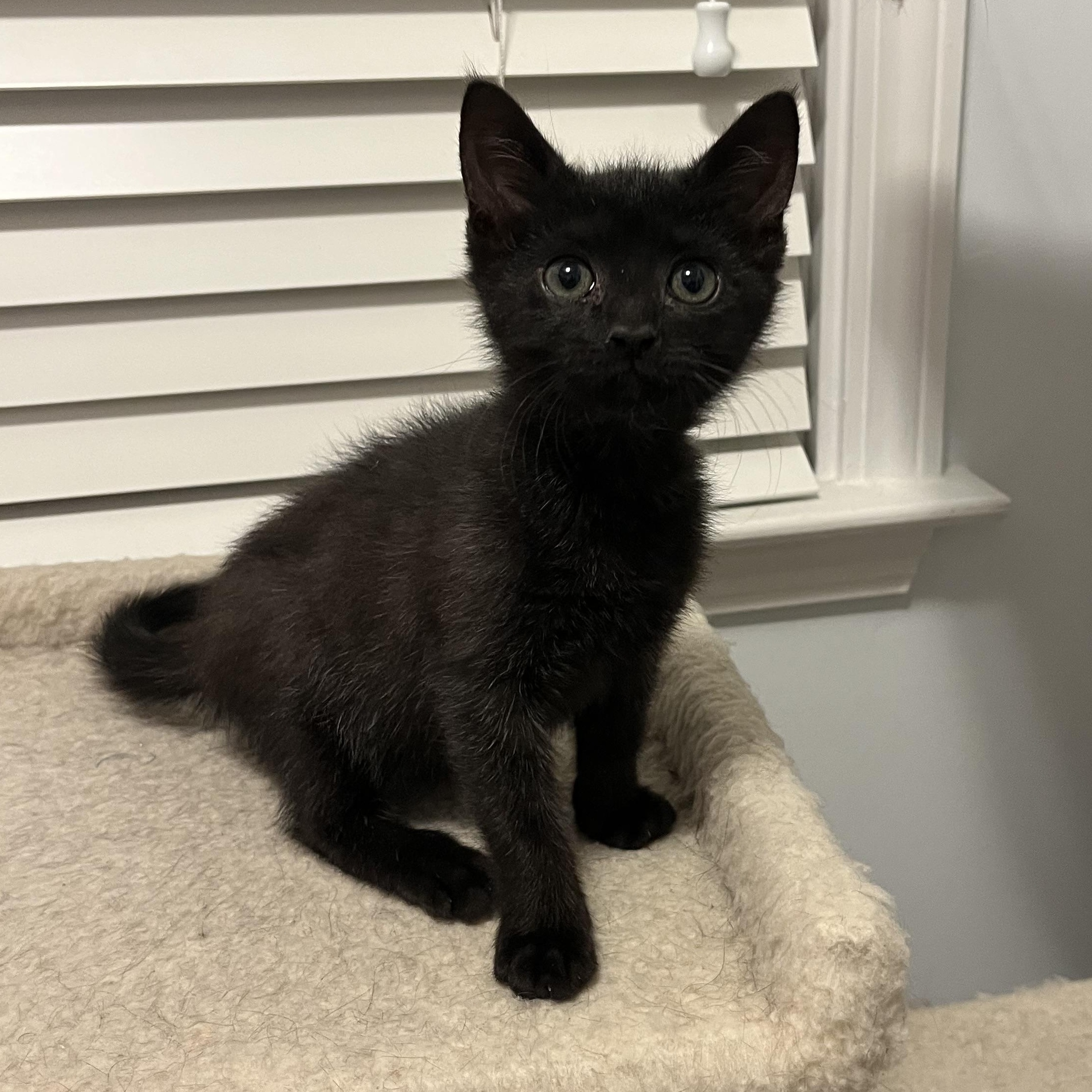 Monster , Adoptable, Kitten Male Domestic Short Hair.