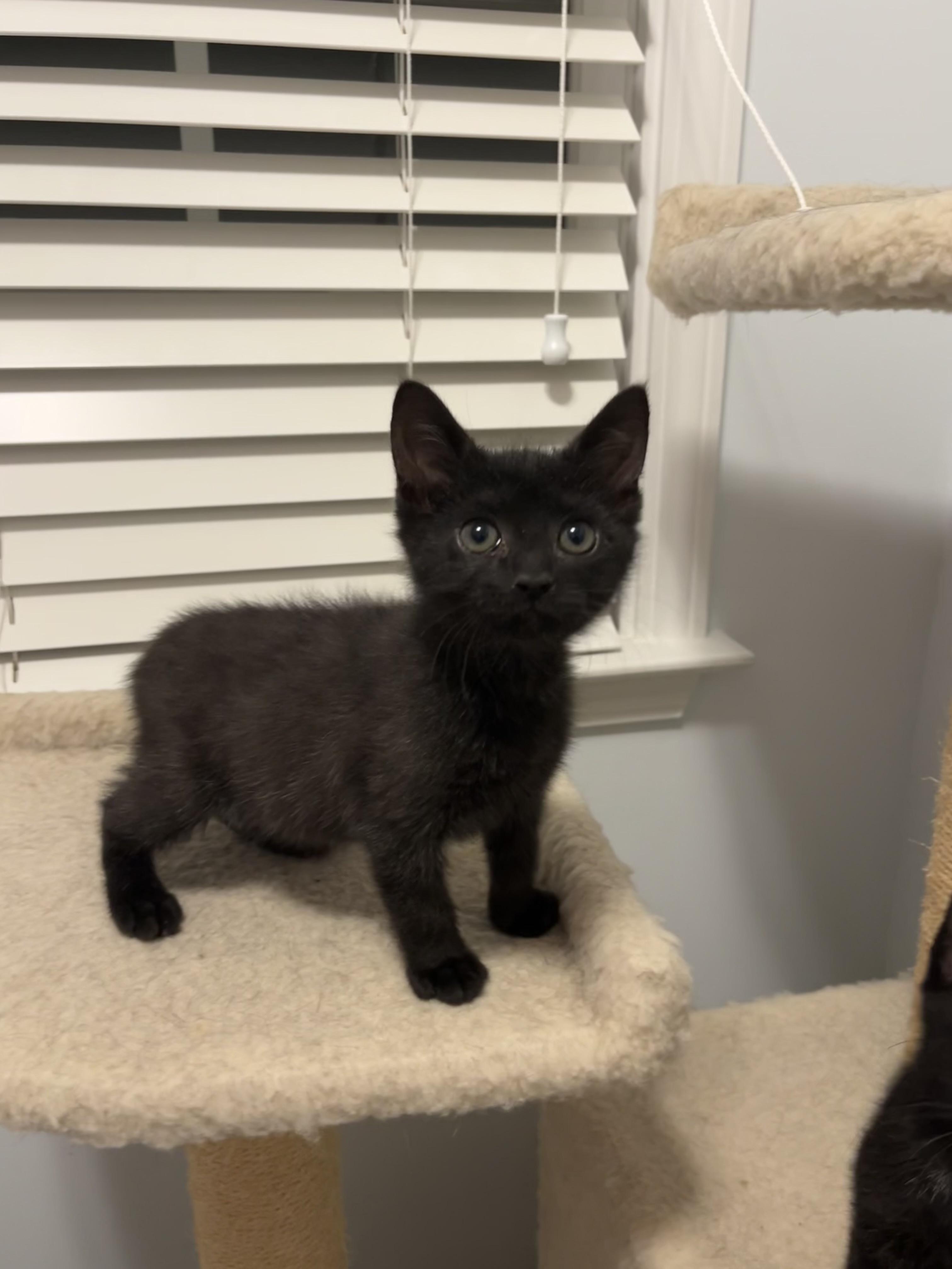 Enlarge Monster , a Adoptable Domestic Short Hair in Duluth, GA image 2/3