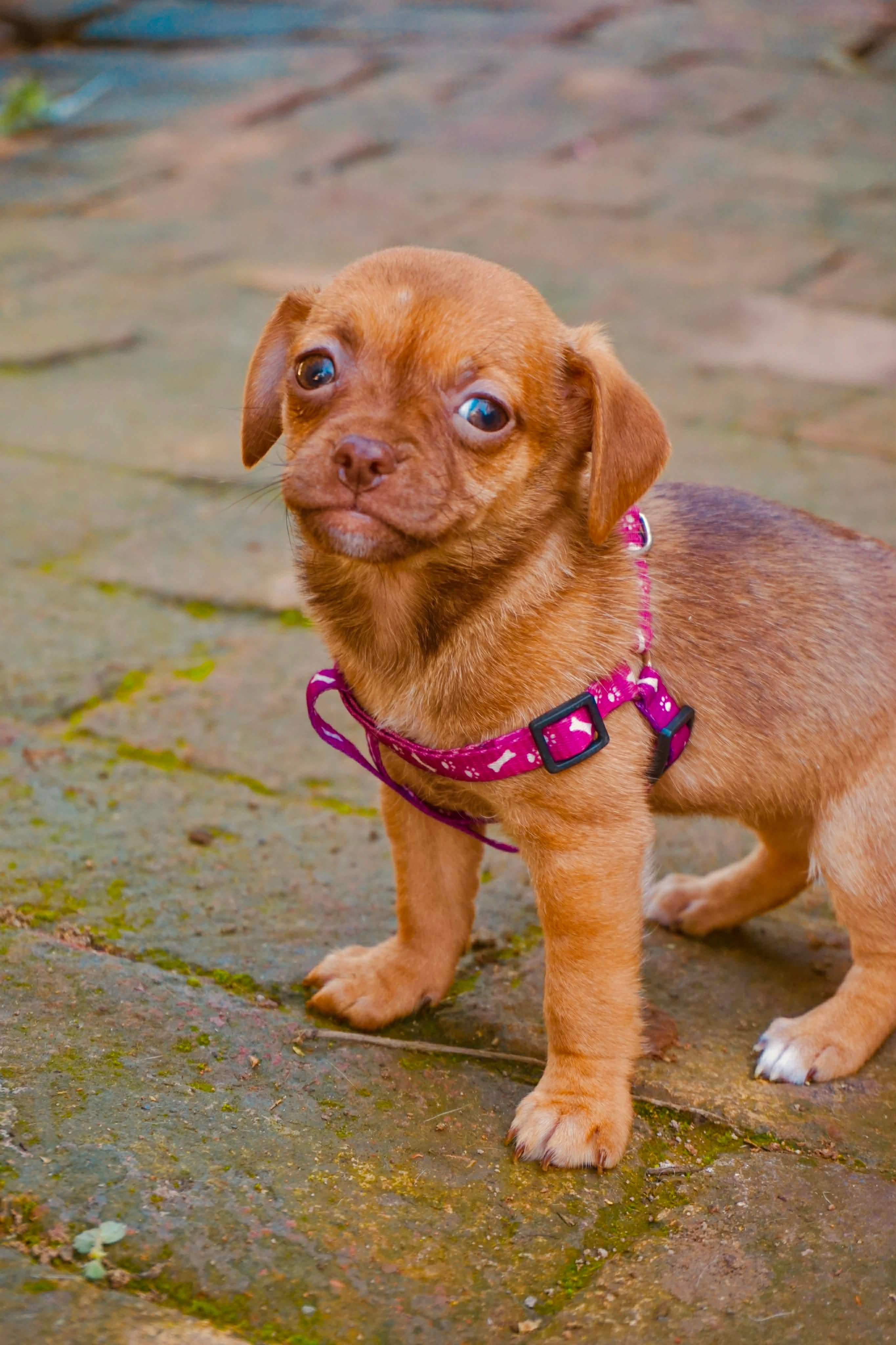 Enlarge Cappuccino , a Adoptable mixed breed in San Diego, CA image 1/1