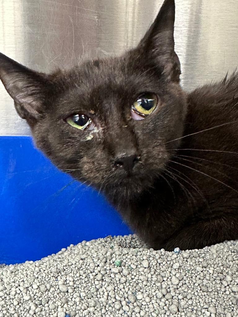 Rhiannon, Adoptable, Young Female Domestic Short Hair.