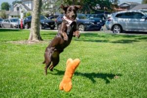 Enlarge Gemma, a ADOPTABLE Chocolate Labrador Retriever in Laguna Beach, CA image 1/5