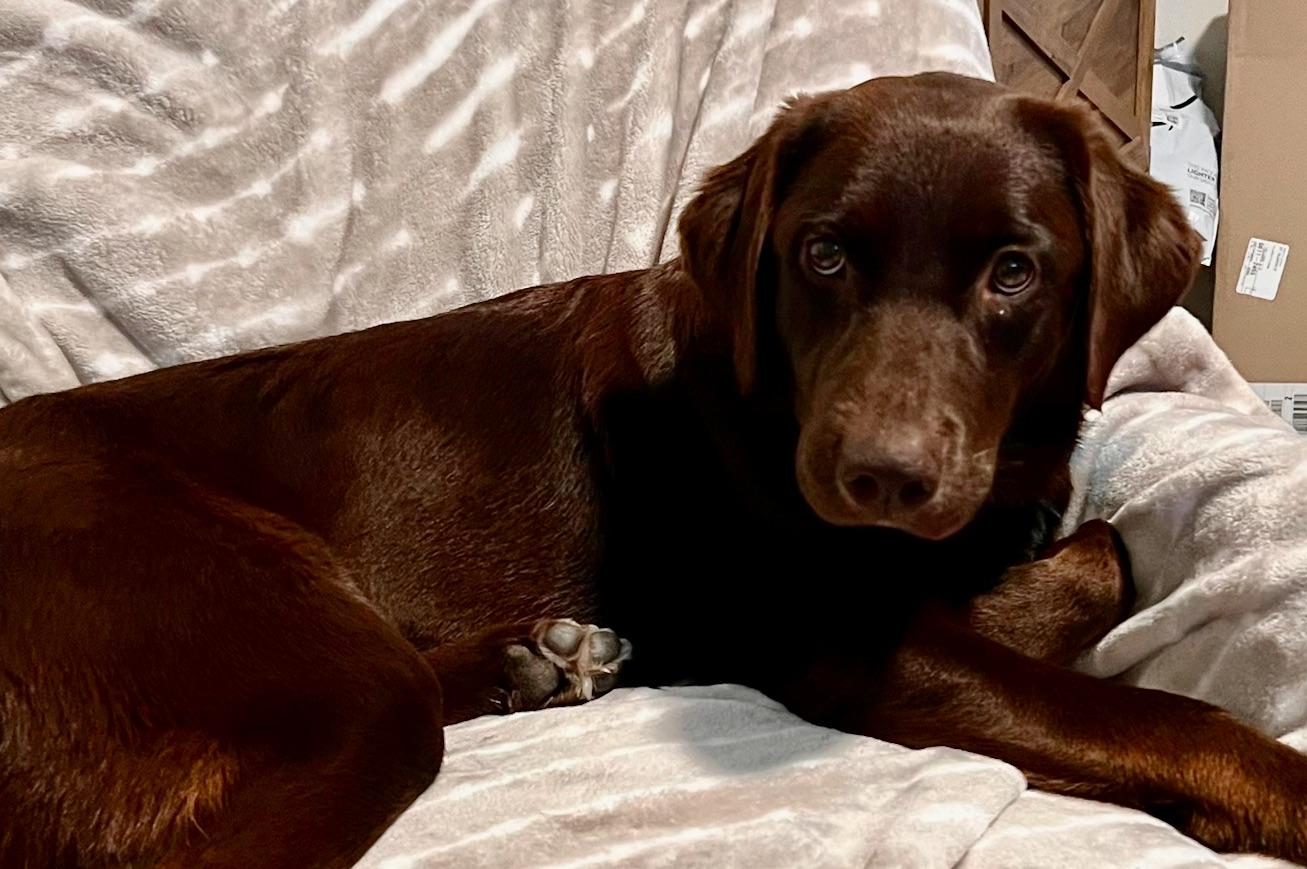 Enlarge Gemma, a ADOPTABLE Chocolate Labrador Retriever in Laguna Beach, CA image 4/5