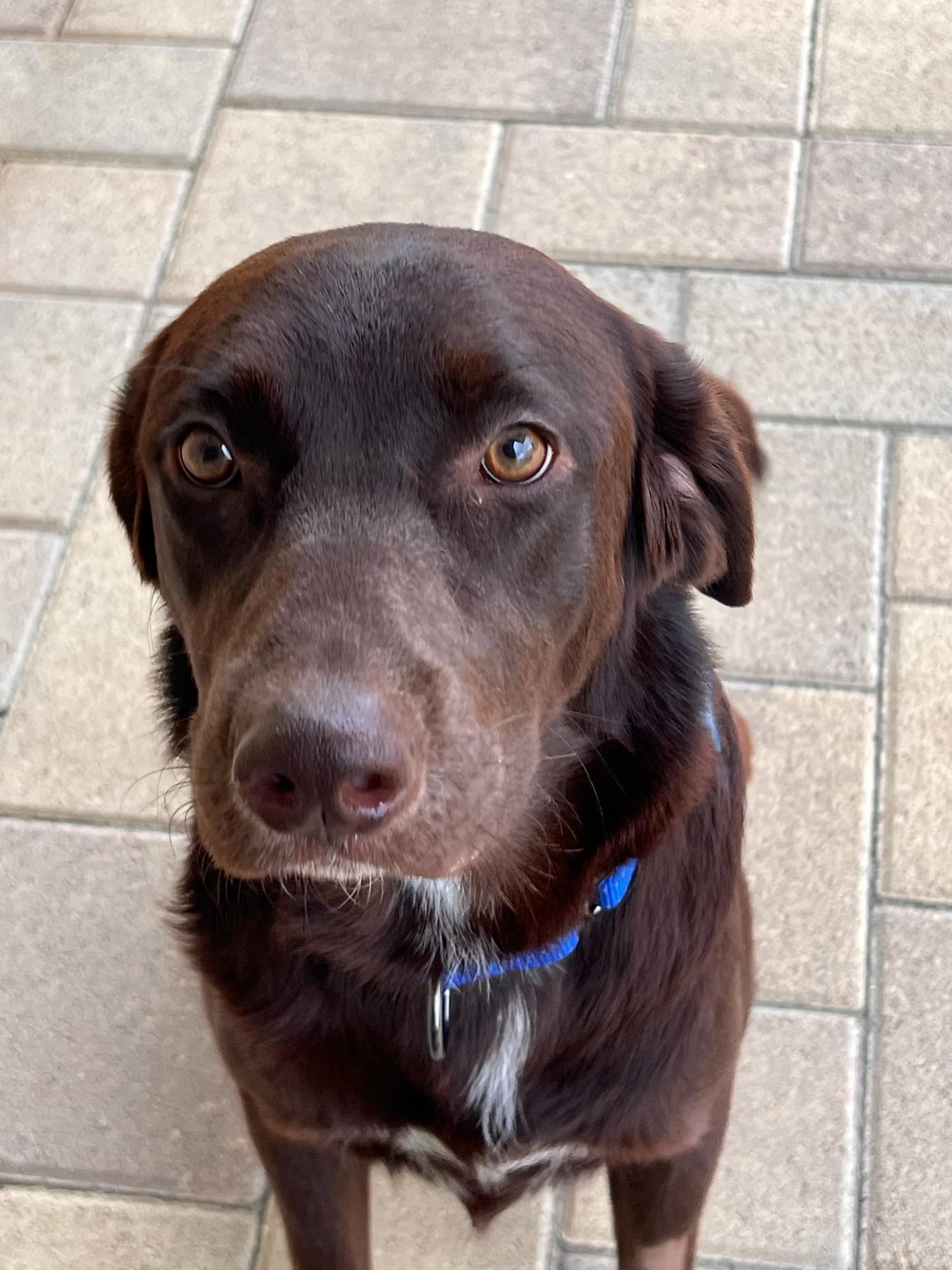 Enlarge Gemma, a ADOPTABLE Chocolate Labrador Retriever in Laguna Beach, CA image 5/5