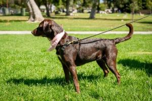 Enlarge Gemma, a ADOPTABLE Chocolate Labrador Retriever in Laguna Beach, CA image 2/5