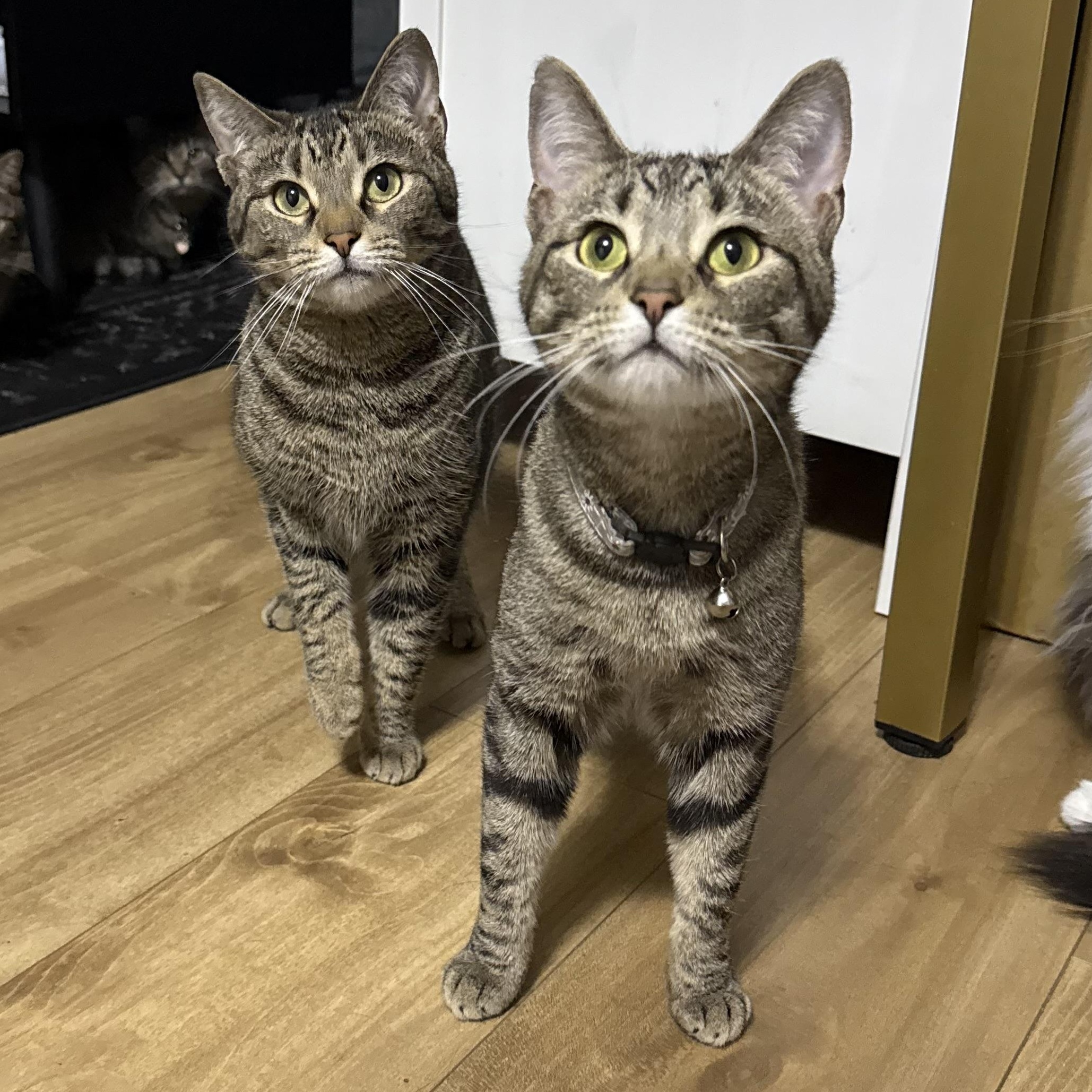 Clawdia, an adoptable mixed breed in Bridgeville, PA image 4/6