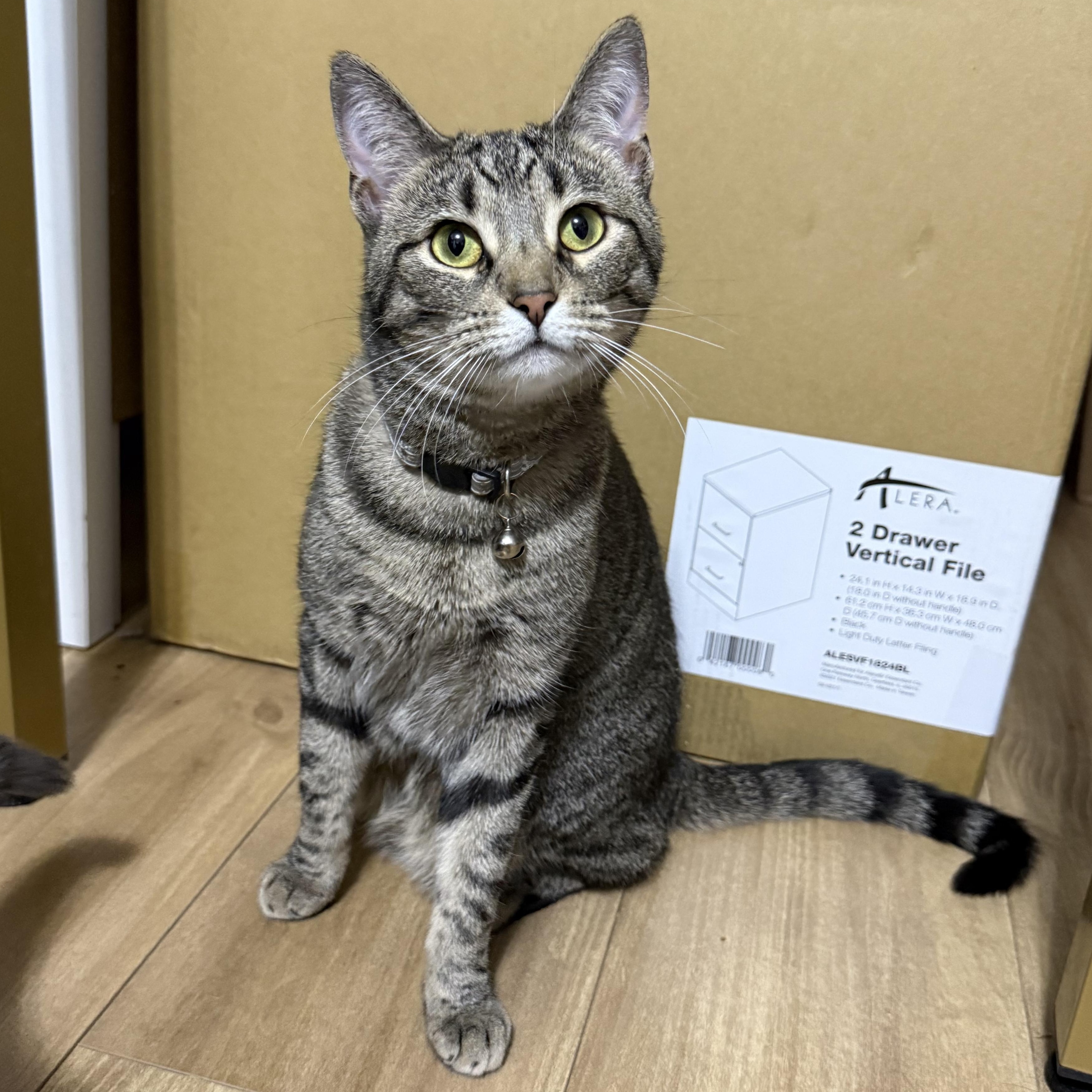 Clawdia, an adoptable mixed breed in Bridgeville, PA image 3/6