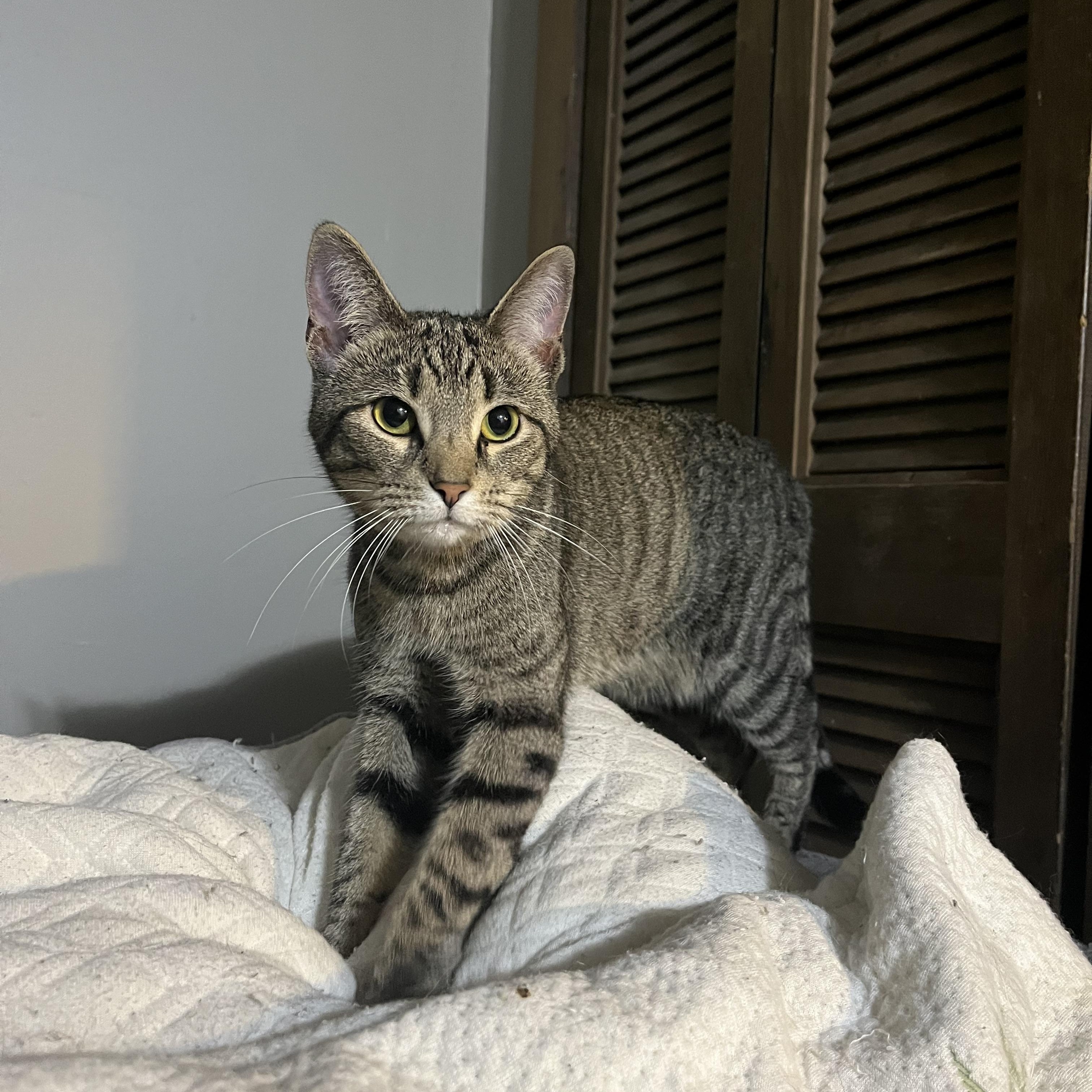 Clawdia, an adoptable mixed breed in Bridgeville, PA image 5/6