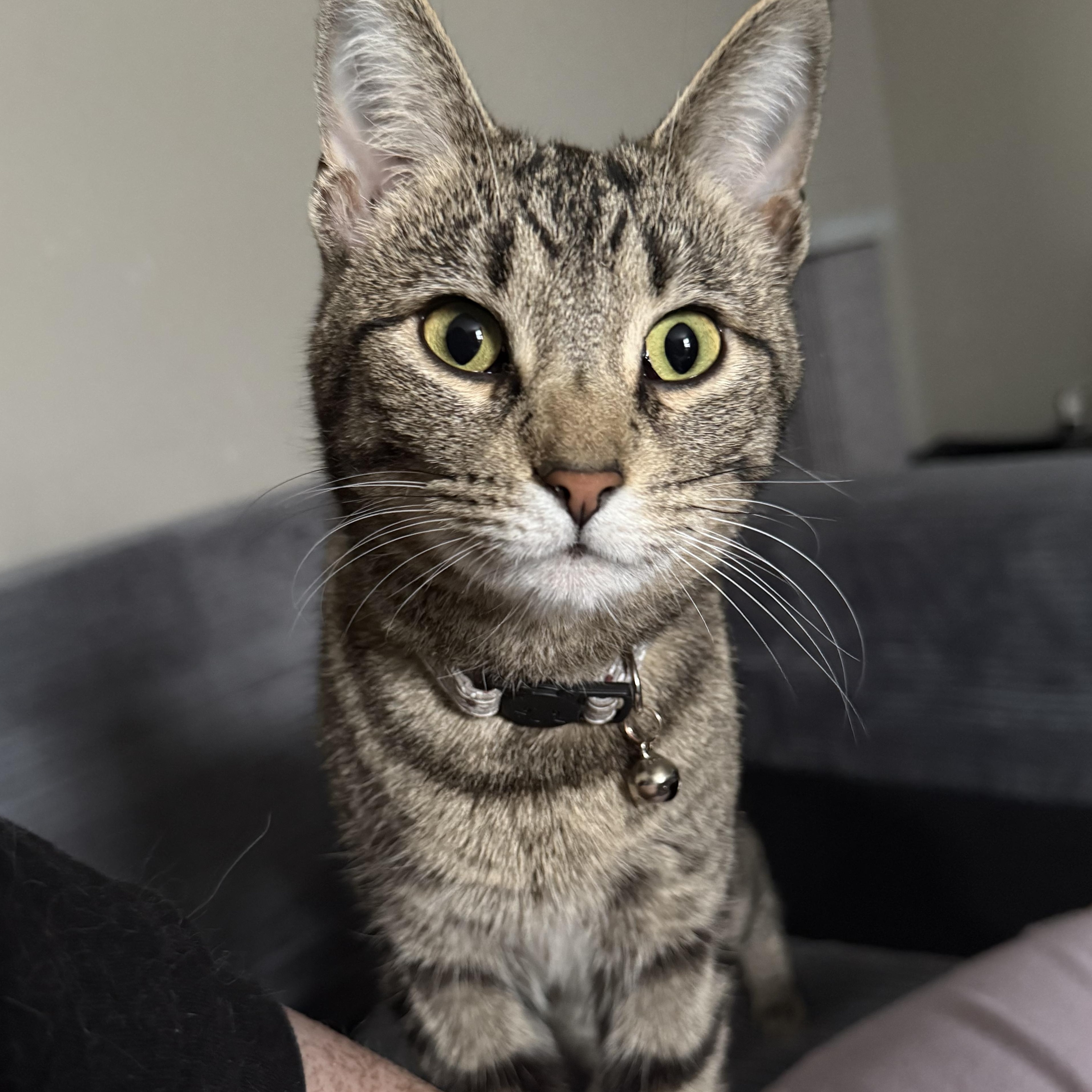 Clawdia, an adoptable mixed breed in Bridgeville, PA image 1/6