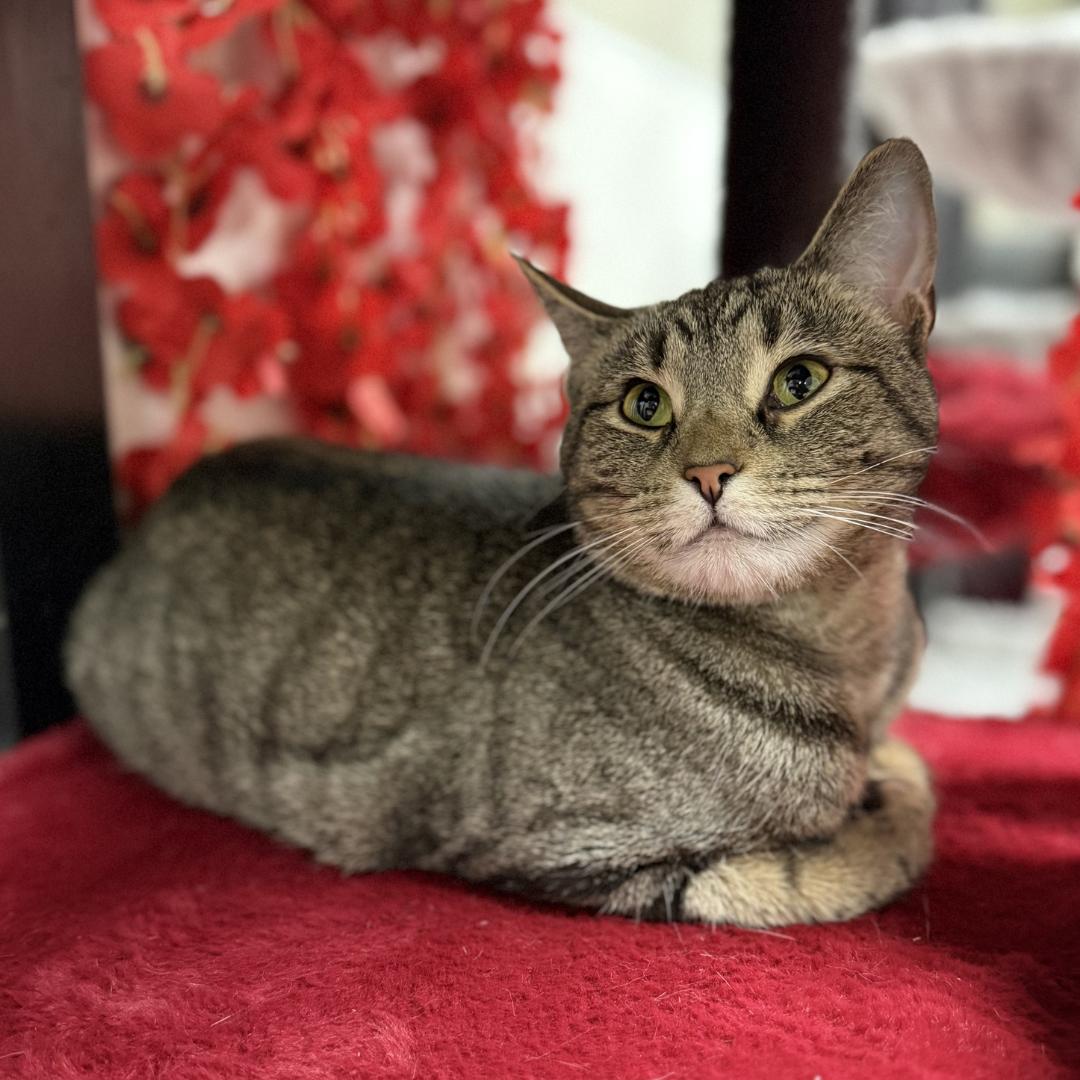 Clawdia, adoptable, Adult Female Domestic Short Hair.