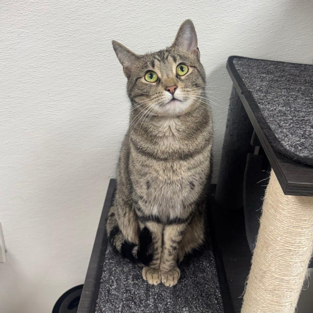 Clawdia, adoptable, Adult Female Domestic Short Hair.